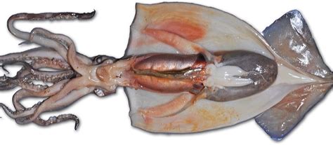 squid dissection Diagram | Quizlet