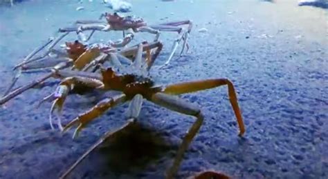 A Billion Snow Crabs Have Vanished From Bering Sea No One Knows Why