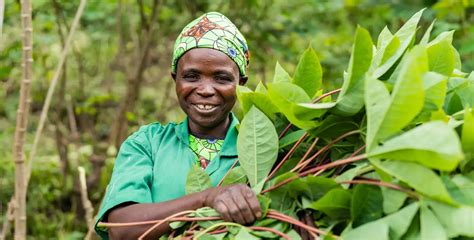 Making The Most Of Cassava Leaves In Rwanda Afr100