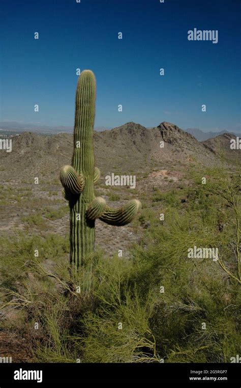 Multi Armed Saguaro Cactus Surrounded By Palo Verde On South Mountain