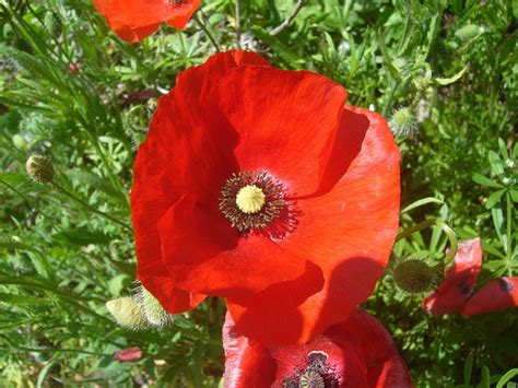 Papoula Das Searas Papoula Vermelha Papoila Papaver Rhoeas