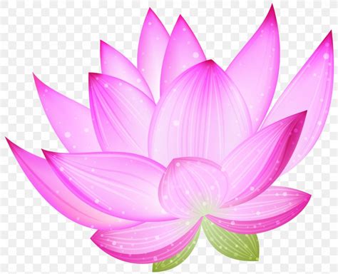 Nelumbo Nucifera Drawing Clip Art Png X Px Nelumbo Nucifera