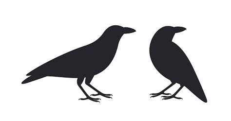 Crow Silhouette Isolated Crow On White Background Stock Illustration - Download Image Now - Crow ...