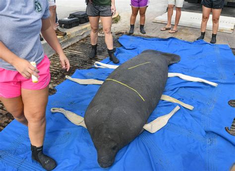 Sick of 2K dead manatees since 2021? What can we do to help? Our View