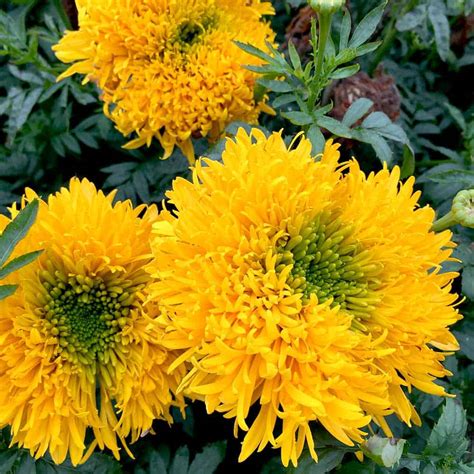 African Marigold Mission Giant Seeds The Veggie Gardener