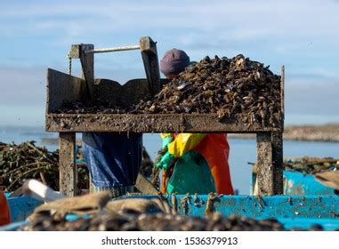 Workers Farming Mussels Cape Town Mussel Stock Photo 1536379913 ...