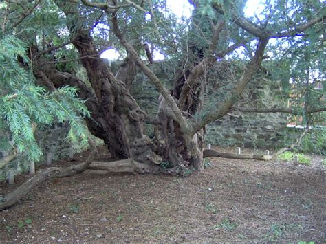 Ten Thousand Trees: Oldest tree in Europe - The Fortingall Yew