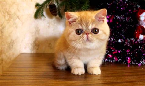 Кошка породы Экзот: плюсы и недостатки | Плюсы и минусы