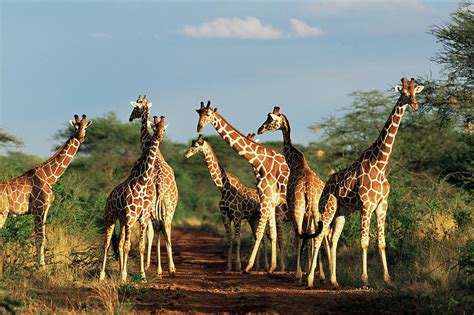 reticulated giraffes giraffa photograph  james warwick fine art america