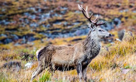 Isle of Skye Wildlife Tours