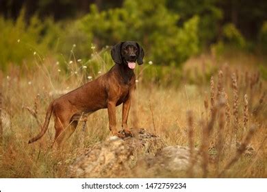 Hunting Dog Breed Bavarian Mountain Hound Stock Photo 1472759234 | Shutterstock