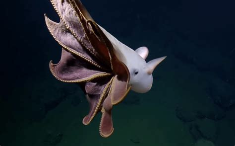 深海的可爱精灵——小飞象章鱼grimpoteuthis 海洋资源