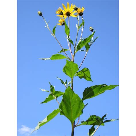 Tubérculo Tupinambo Alcachofa De Jerusalén Helianthus