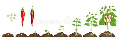 Chili Pepper Seed Growth Stages Progress In Soil Stock Vector