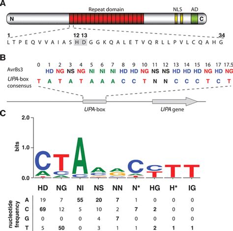 Breaking The Code Of DNA Binding Specificity Of TAL Type III Effectors