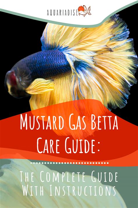 Mustard Gas Betta Complete Care Guide Information