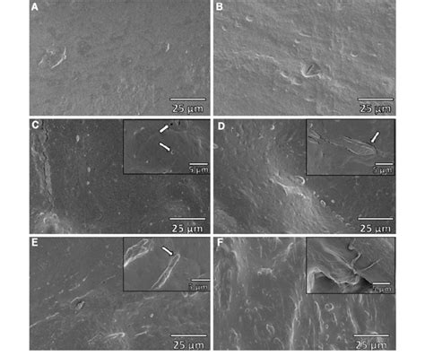 Typical Sem Micrographs Magnification Of A Tps B Pcl C