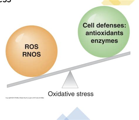 Oxygen Toxicity And Free Radical Injury Flashcards Quizlet