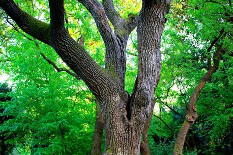 20 Plants Not To Grow Under A Black Walnut Tree Tree Journey