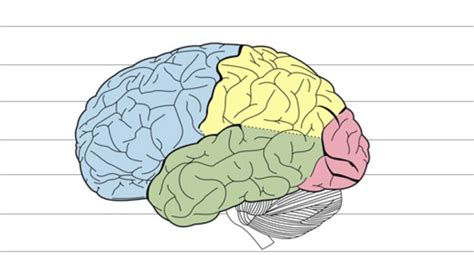 Brain Frontal Lobes Diagram Diagram | Quizlet