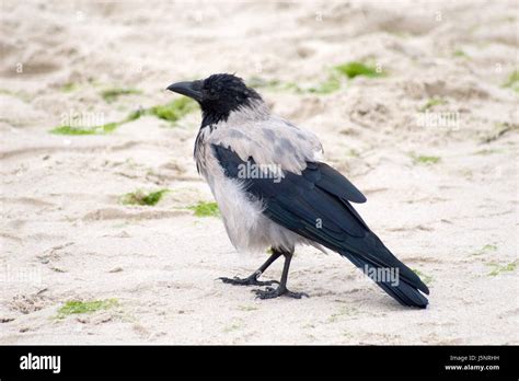 Crow On The Beach Stock Photo Alamy