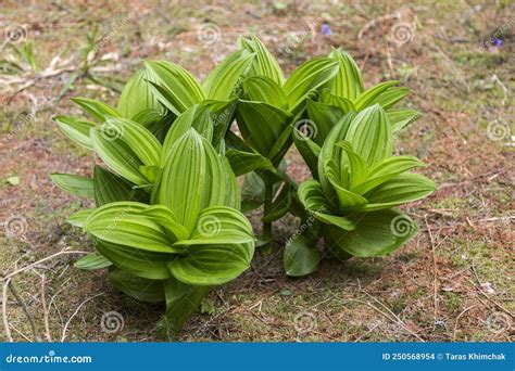 False Hellebore Corn Lily Veratrum Lobelianum Fam Melanthiaceae Or