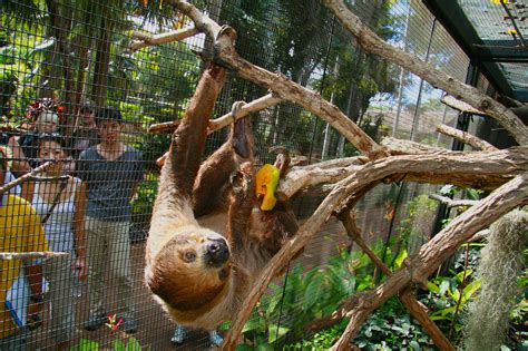 Linne's Two-toed Sloth - Honolulu Zoo Society