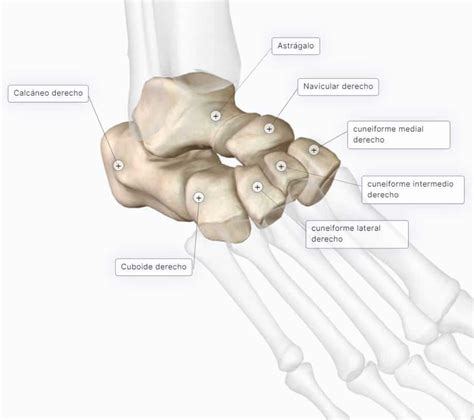 pierna Benigno Formular anatomia tarso correcto sabio ético