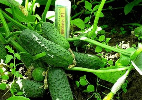 Огурцы «Эколь F1»: посадка и уход, описание и фото