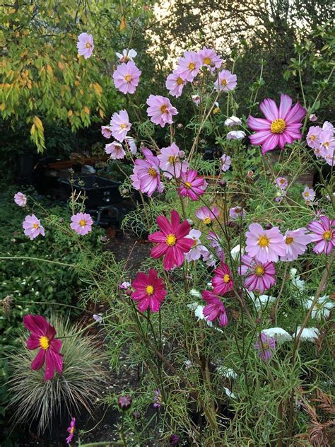 Schmuckk Rbchen Cosmos Bipinnatus