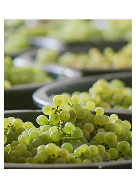 Azul Portugal Vinho Verde Escolha Branco 2022 | Kerged valged, Valge ...