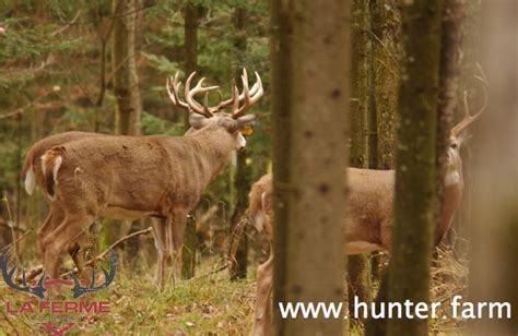 Des Photos De Notre élevage De Cerf Et De Sangliers La Ferme Du Chasseur La Meilleure Ferme De