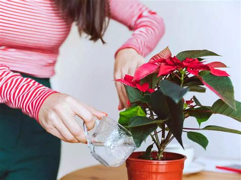 Comment Garder Longtemps Le Poinsettia Apr S No L Astuces De Choc