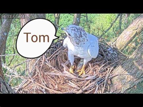 Angel Leucistic Red Tailed Hawk