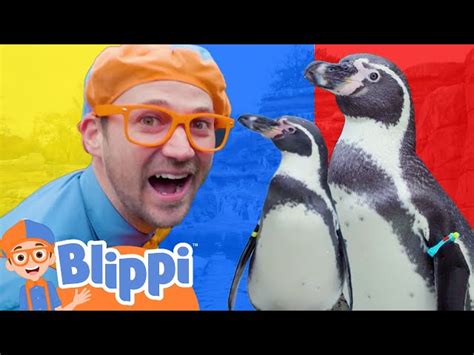 Blippi Learns Colors with Penguins at the Zoo | Blippi - Learn Colors ...