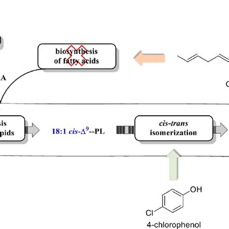 In Vivo Formation Of Elaidic Acid Trans From Oleic Acid