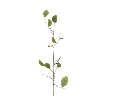 Dogwood Seedling – SpeedTree