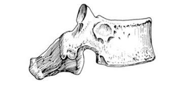 Anatom A De La Columna Dorsal O Tor Cica Dolopedia