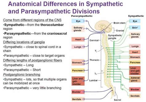 this Anatomy Sympathetic Nervous System article discusses the anatomy organisation and action of ...