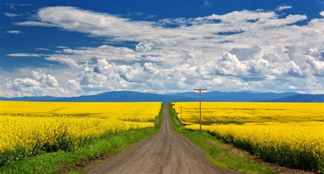 The Bright Yellow Fields Of Blooming Canola In Idaho