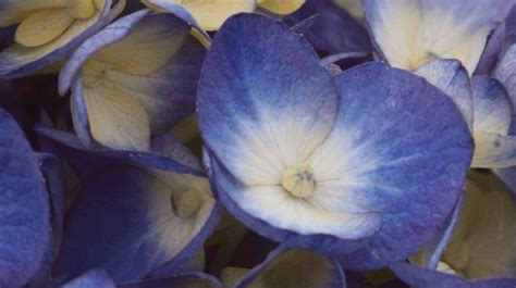 Grow Hydrangeas Hydrangea Varieties Shade Shrubs Most Beautiful Gardens