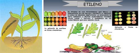 Respuestas De Las Plantas A Las Hormonas Y A Los Est Mulos