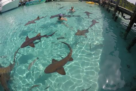 Bahamas Swim With Sharks What You Need To Know About Compass Cay