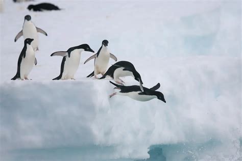 Can Penguins Fly or Only Swim?