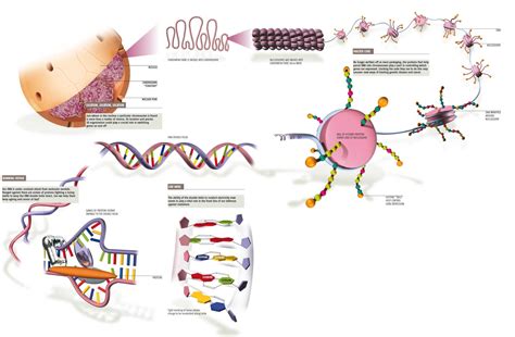 Structural Organization of the Genome - Theory of Cancer Biology: A view through my thesis