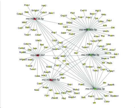 The Regulatory Network Of Mirna Target Genes In Response To Zno Np