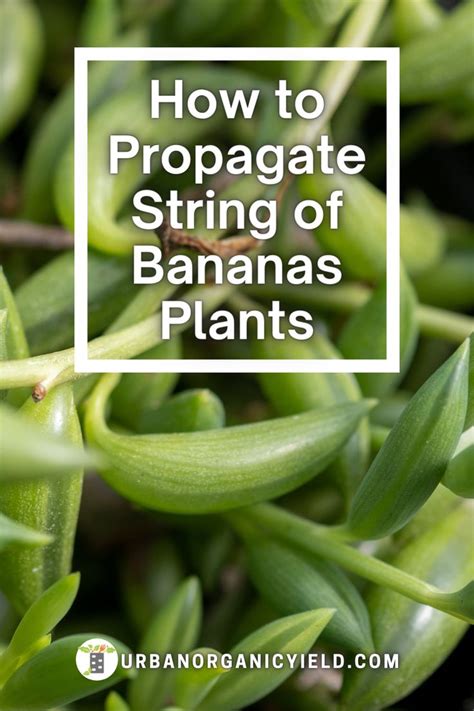 String Of Bananas Plant Propagation Banana Plants Planting