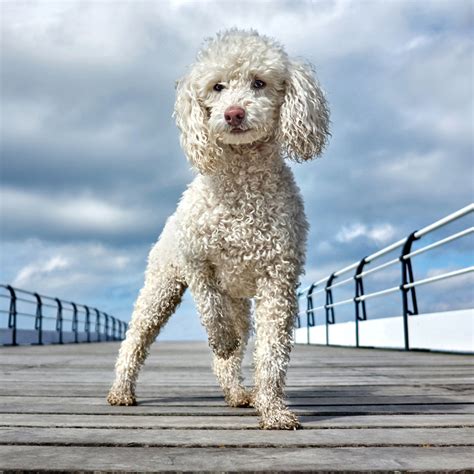 Toy Poodle Mixed Breeds | Wow Blog