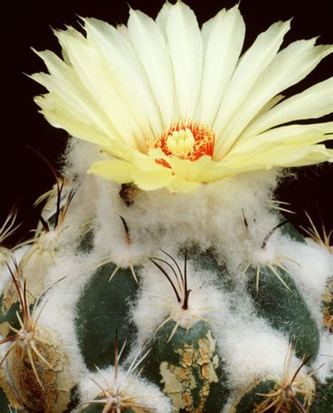 Coryphantha Calipensis By Juergen Staretschek