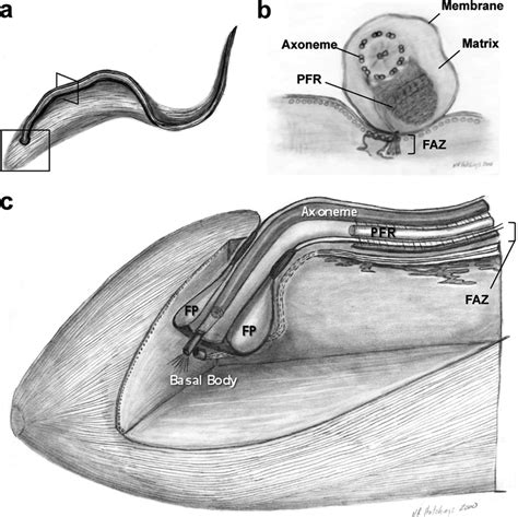 Flagellum Architecture Of T Brucei Schematic Diagrams Showing The T